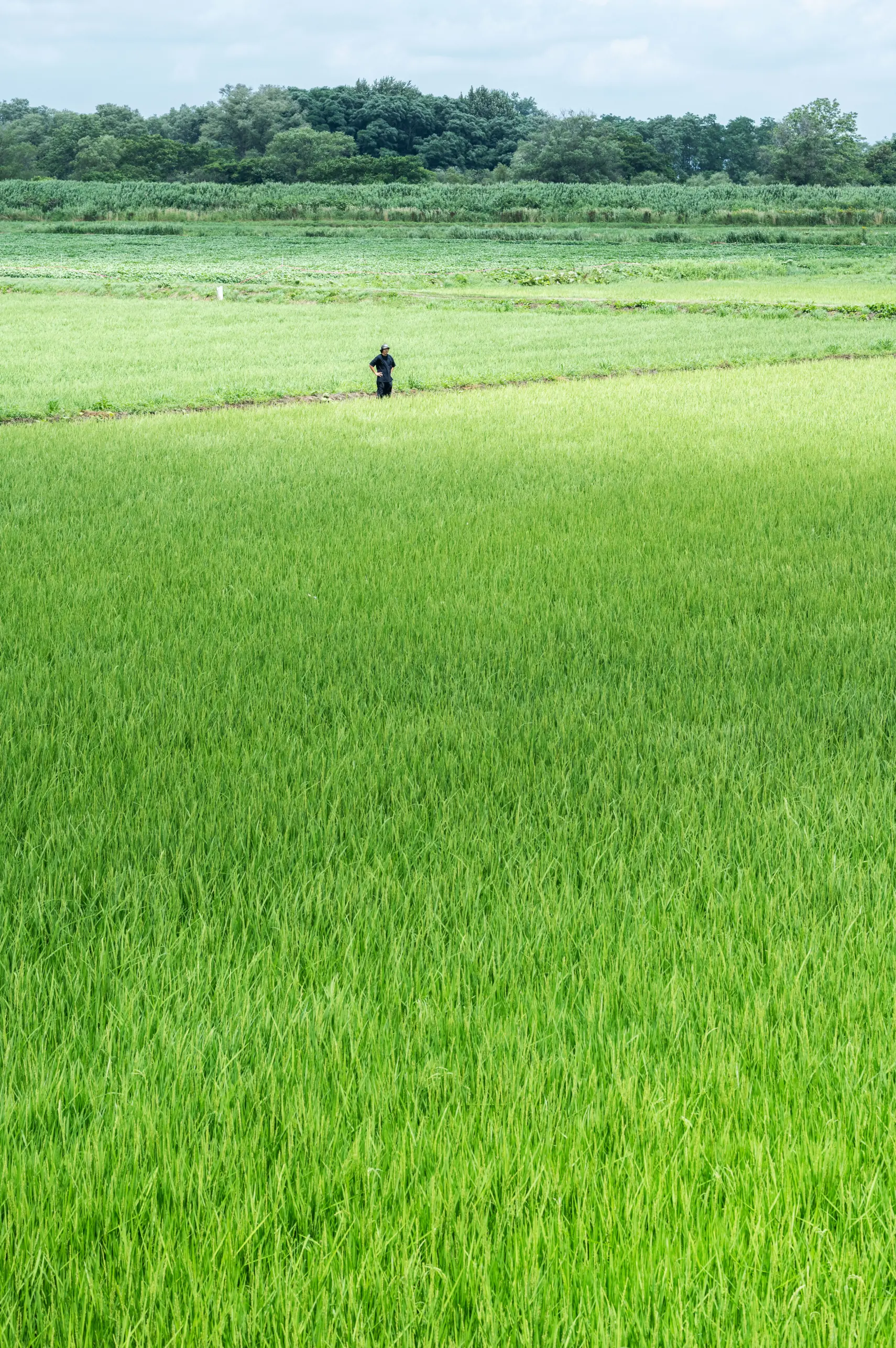 夏の田んぼ