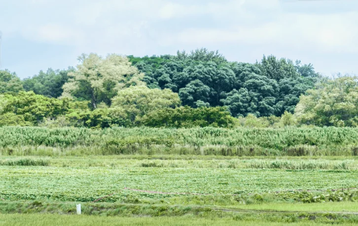 夏の田んぼの風景