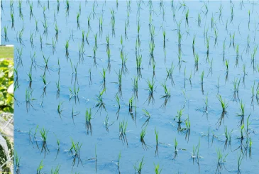 田植え後の田んぼ